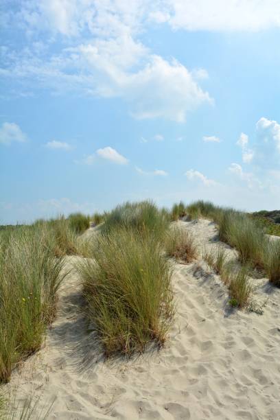 istock Beach oat in the sandy dunes on the North Sea 858136862