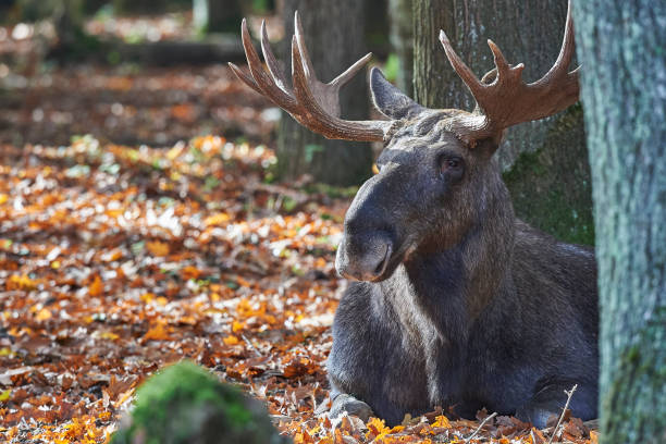 istock Moose in the autumnal forest 858137042