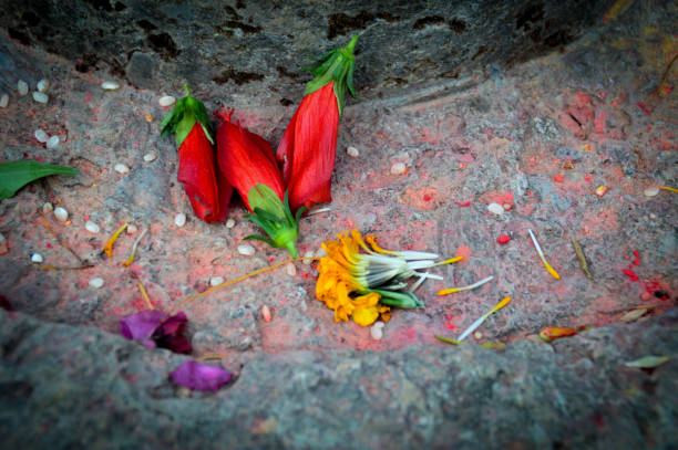 istock Hibiscus buds and marigolds 858139550