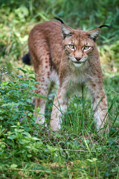 istock European lynx Lynx 858139964
