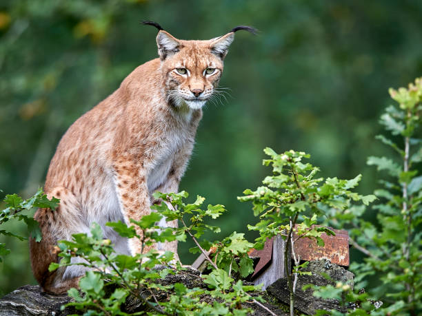 European Lynx stock photo