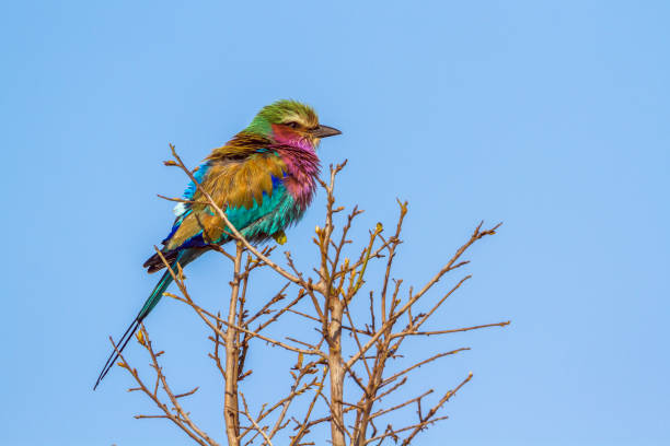 istock Lilac-breasted roller in Kruger National park, South Africa 858143206