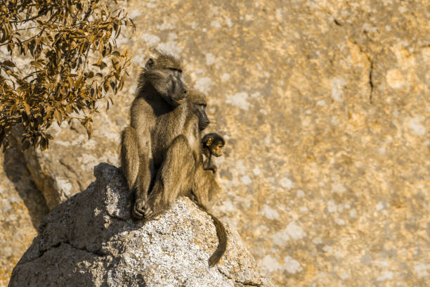 bärenpavian im krüger nationalpark, südafrika - kruger national park monkey baboon africa stock-fotos und bilder