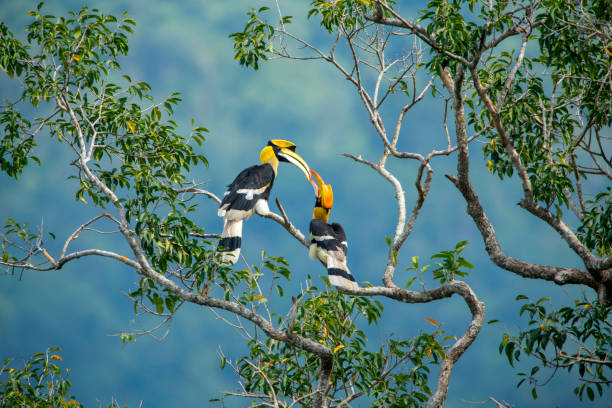 Great hornbill Lovers of Great hornbill are cheerful island of borneo stock pictures, royalty-free photos & images