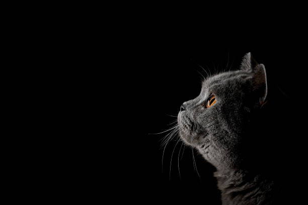 British Shorthair Cat BKH Portrait stock photo