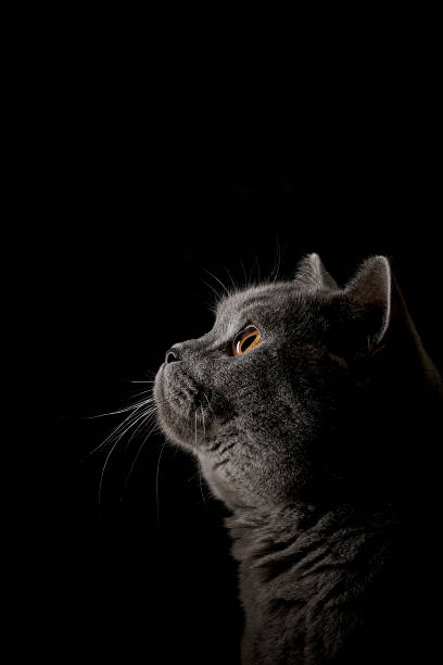 istock British Shorthair Cat BKH Portrait 858145246