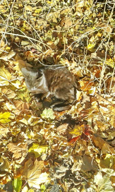 istock the cat is warming itself in the sun in the fallen leaves 858145256