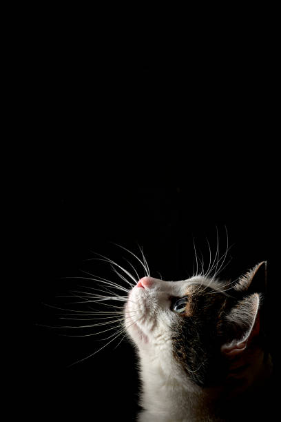 Domestic cat whisker portrait stock photo