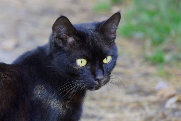 istock A black cat stands on the road and looks 858145588