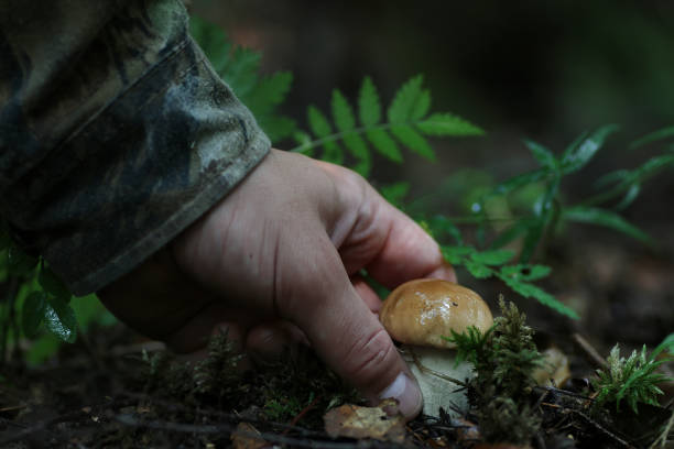 istock boletus mushrooming man 858151560