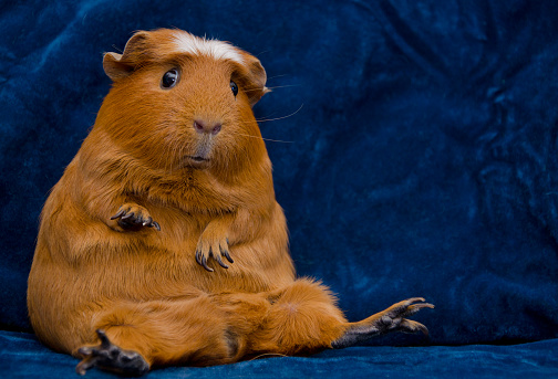 Funny guinea pig sitting in a funny pose on the dark blue background (with copy space on the right)