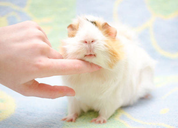 istock Human hand scratching a cute guinea pig 858152226