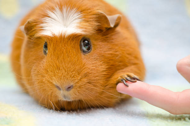 istock Cute shy guinea pig with its paw on a human finger 858152270