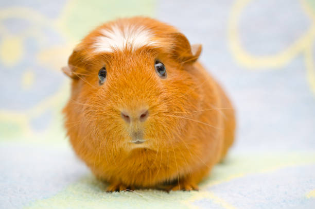 istock Cute funny-looking guinea pig 858152272