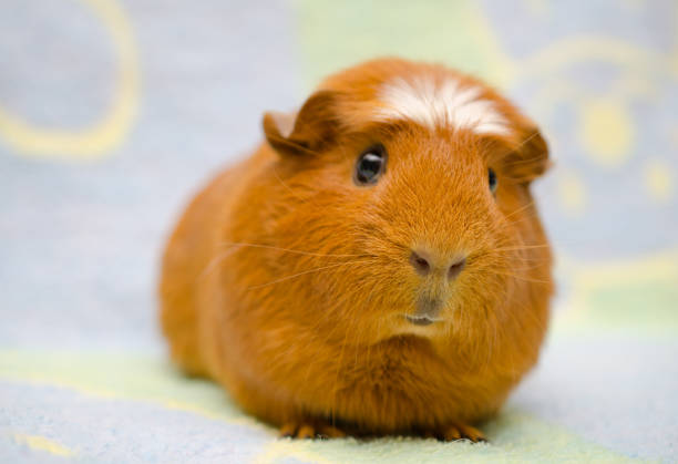 istock Cute funny guinea pig 858152276