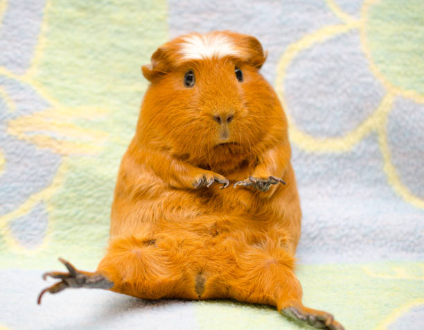 istock Cute funny-looking guinea pig sitting in a funny pose 858152280