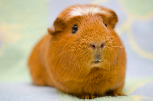istock Cute funny-looking guinea pig 858152294