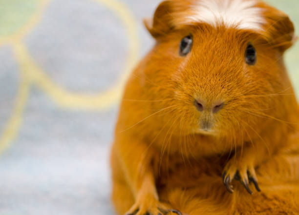 istock Cute funny-looking guinea pig sitting in a funny pose 858152300