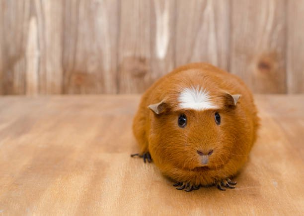istock Cute guinea pig on a wooden background 858152350
