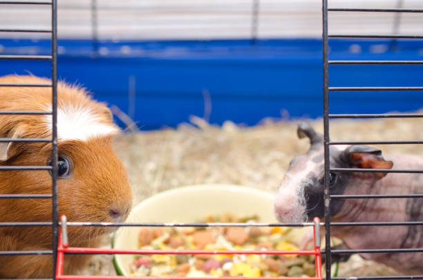 istock Two different guinea pigs near a bowl with food 858152382