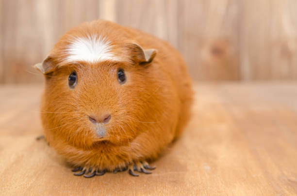 istock Cute guinea pig on a wooden background 858152392
