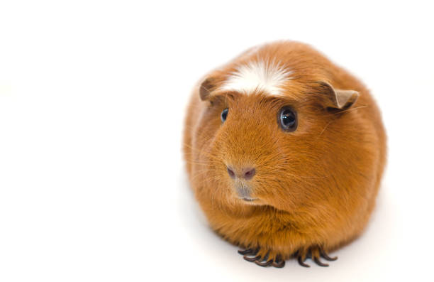 istock Cute guinea pig with a funny expression isolated on white 858152420