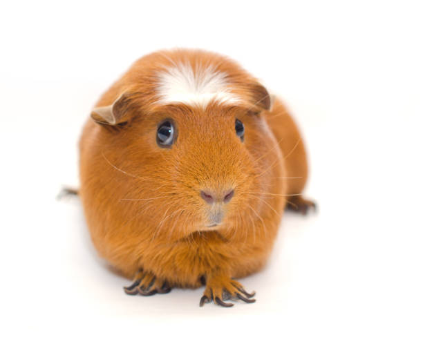 istock Cute guinea pig with a funny expression isolated on white 858152454
