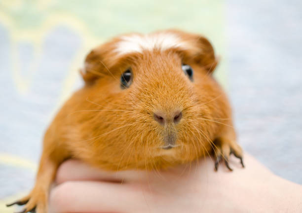 istock unny cute guinea pig in a human hand 858152498