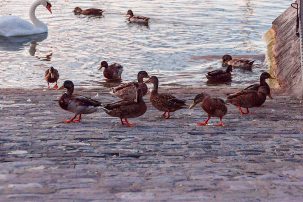 istock Swan and ducks on Lake Geneva. 858152630