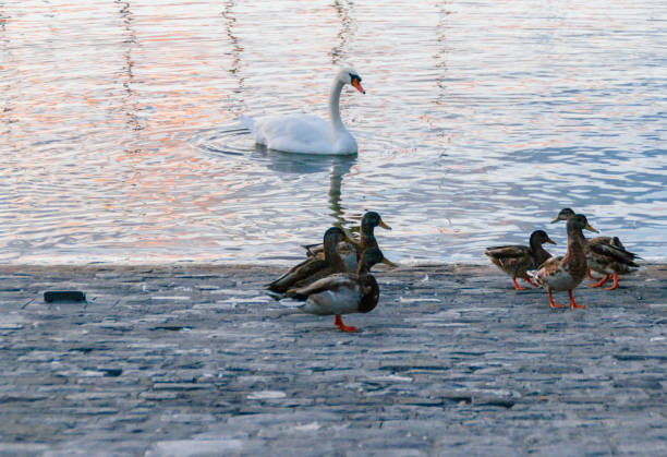 istock Swan and ducks on Lake Geneva. 858152752