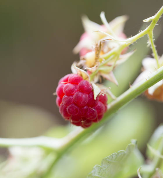 raspberry in nature. macro raspberry in nature. macro the plantation course at kapalua stock pictures, royalty-free photos & images