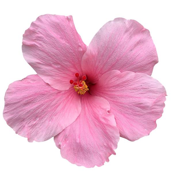 istock pink Hibiscus syriacus flower 858153810