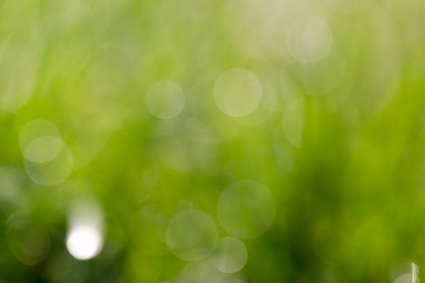 istock Sunny abstract green nature background, selective focus 858153908