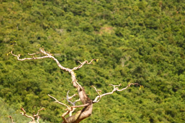 Areal view of a thick green jungle in Vietnam