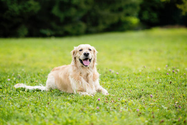 istock golden retriever dog 858160174