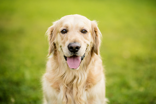 golden retrieve dog on a green background