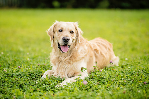 golden retrieve dog on a green background