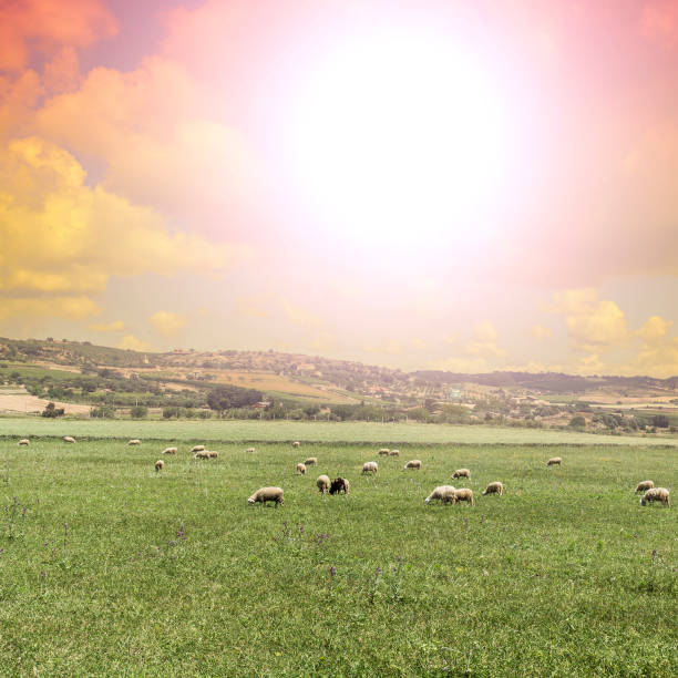 istock Grazing sheep in Sicily at sunrise 858164306