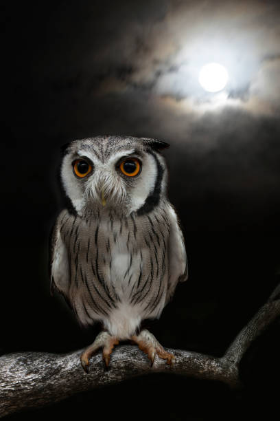 istock Owl standing alone in the night with moonlight. 858166152