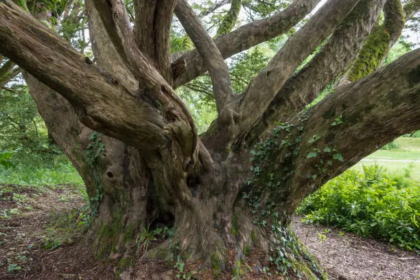 An ancient English Yew Tree - Taxus Baccata in woodland in Ireland. All parts of a yew are toxic to humans, additionally, male and monoecious yews  release cytotoxic pollen.