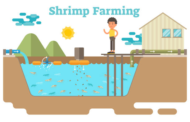 ilustrações de stock, clip art, desenhos animados e ícones de shrimp / prawns farming - underwater mine
