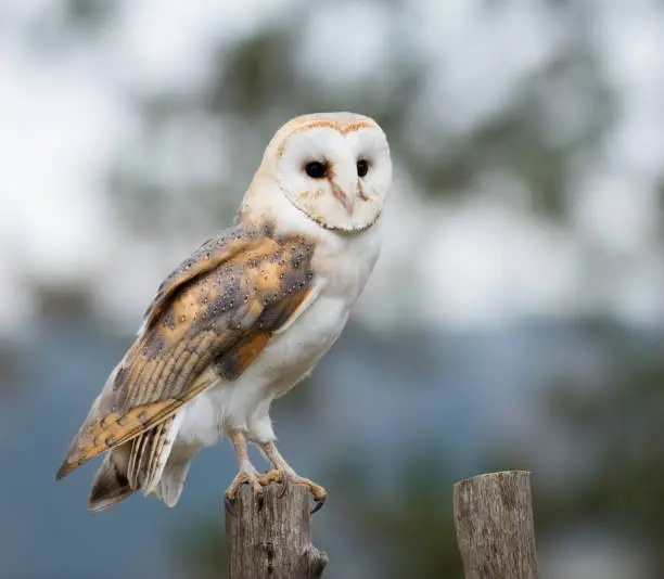 Photo of A Barn Owl perches on a fence post