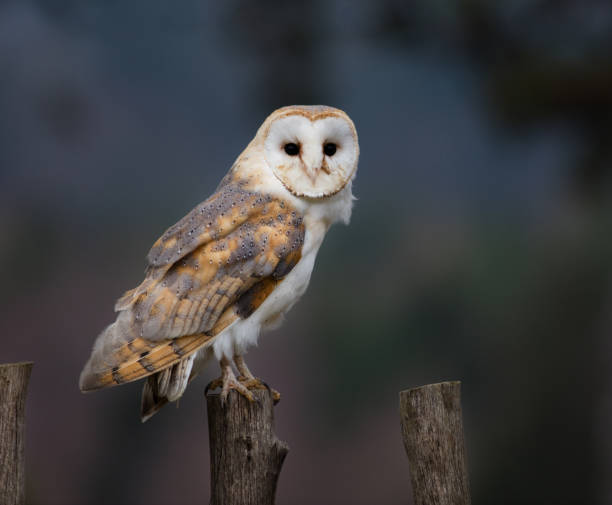 istock A Barn Owl perches on a fence post 858172272
