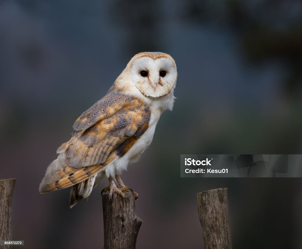 A Barn Owl perches on a fence post Portrait of a Barn Owl perches on a fence post. Alba - Italy Stock Photo