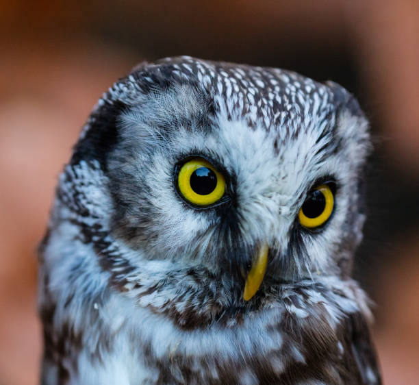 istock Boreal owl in the orange larch autumn tree 858172544