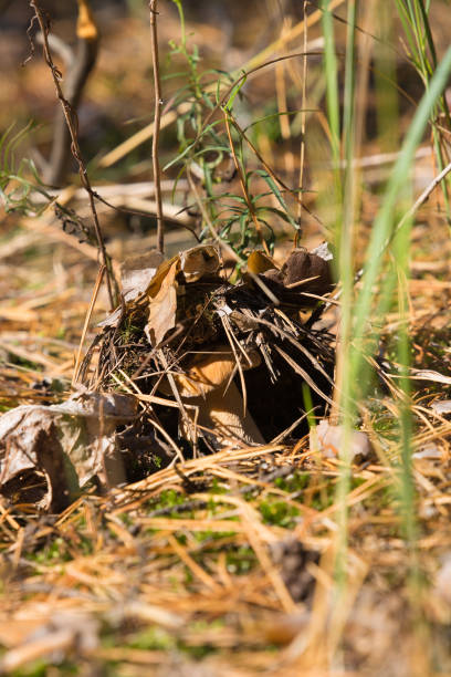 istock Penny bun in the forest 858175544