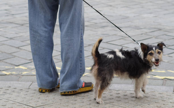 istock Man and dog out for a walk 858175860