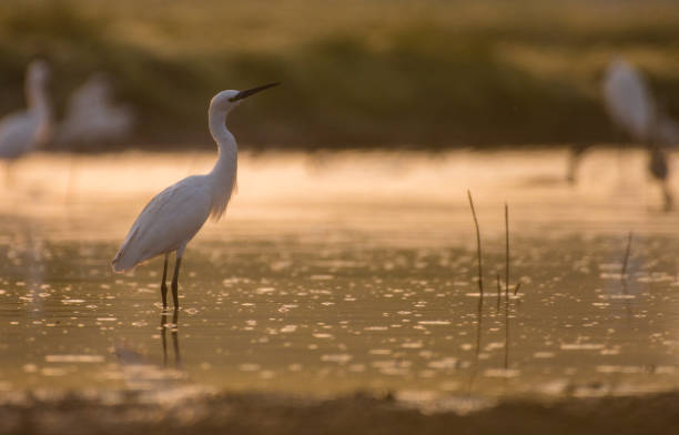 istock Little Egret At Sunrise 858177422