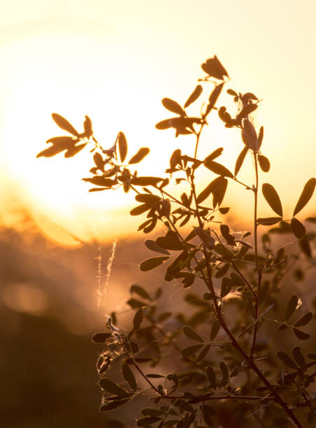 istock a beautiful sunset on a background of trees 858178482