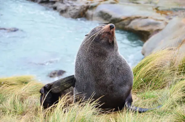 Seal in New Zealand who is scratching